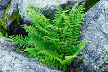 The leaves of ferns (Polypodiophyta) are growing in the stonesの写真素材