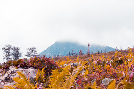 Views of the snow capped peaks and forest in a mountain valley