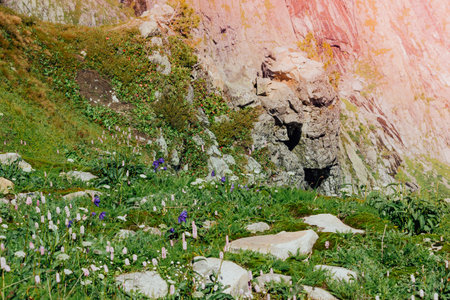 White flowers in the mountains. Flowers and green grass on the rocks.
