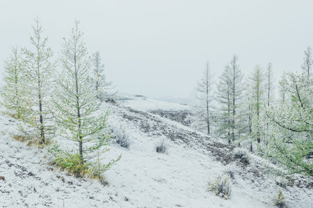 Fir trees in the mountain valley under the first snow.
