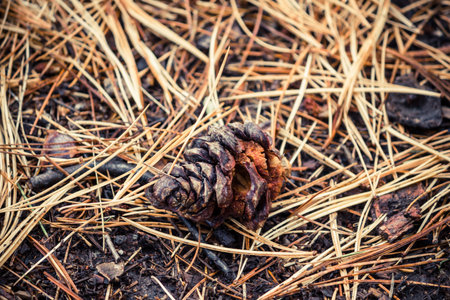Cedar cones on the pine needles in a pine forest.