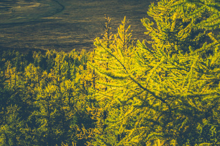 Grove of coniferous trees in the forest. Autumn Sunny weather.
