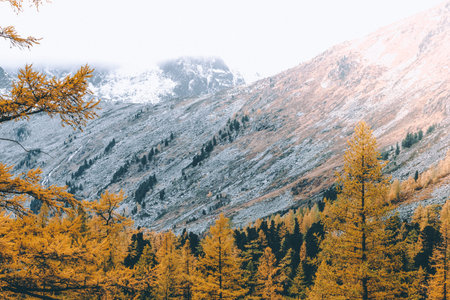 Bright yellow larch trees in the mountain valley. Autumn weather.