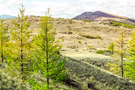 Pine trees with mountains in the background. Travel through the national Park in the mountains.
