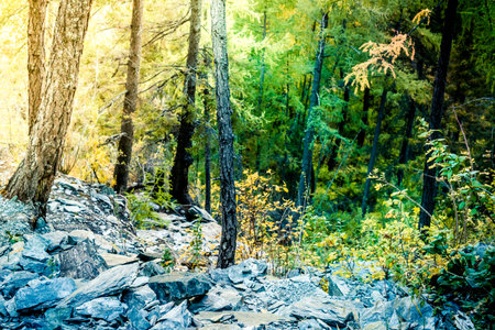 Rocks and stones in mountain valley