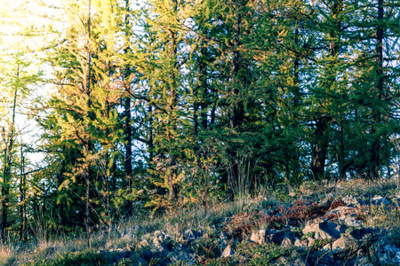 Grove of coniferous trees in the forest. Autumn Sunny weather.