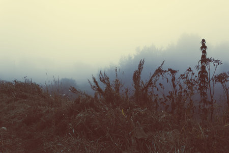 Fog in the forest, foggy morning in forest. Mystical atmosphere.