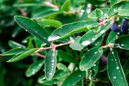 Honeysuckle berries on green bush with green leaves with drops of dew after rainの写真素材