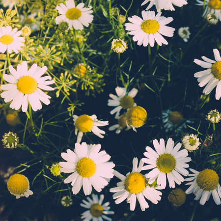 Daisy flowers in meadow on summer dayの写真素材