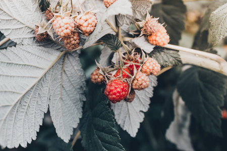 Fresh raspberries grow on green tree in garden