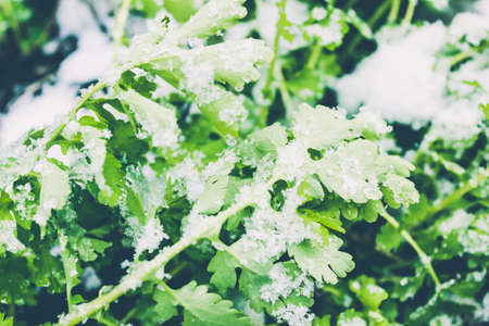 Snow on green grass in garden. Death of crop from cold, sharp change in weather from global warmingの写真素材