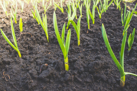 Fresh garlic and onion sprouts grow from the ground. Gardening, harvest in the garden. Healthy and...