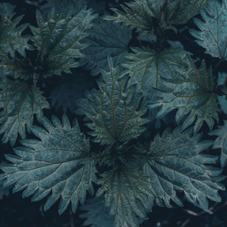 Nettle leaves grow in summer gardenの写真素材