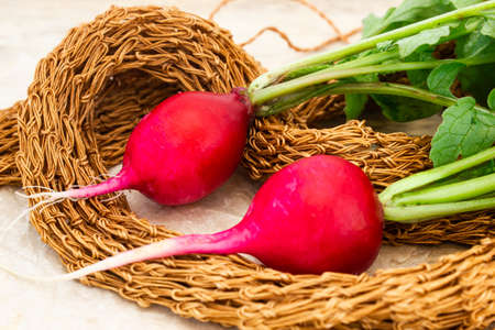 Fruits of red radish on wooden table. Dietary, healthy food. Harvest in garden, cooking salad.の写真素材