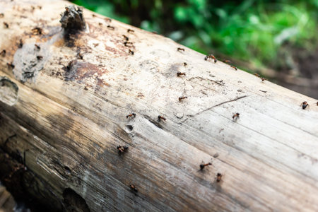 Hardworking ants on log. Insects run on horizontal tree.