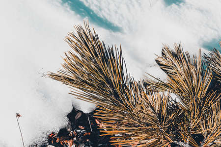 Branch of pine on background of snow on hillsideの写真素材