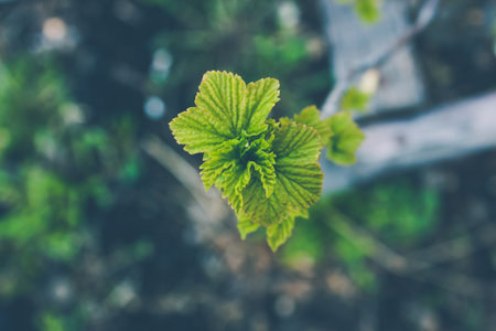 Green leaves of young currants in spring garden. Gardening, growing berries.