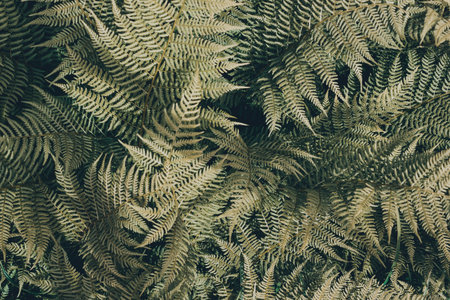 Fern leaves in green forest as background