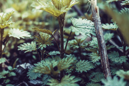 Nettle leaves grow in summer garden