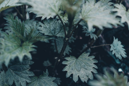Nettle leaves grow in summer gardenの写真素材
