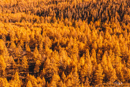 Bright yellow larches. The atmosphere of golden autumn in Altai. Change of seasons, forest in September.の写真素材