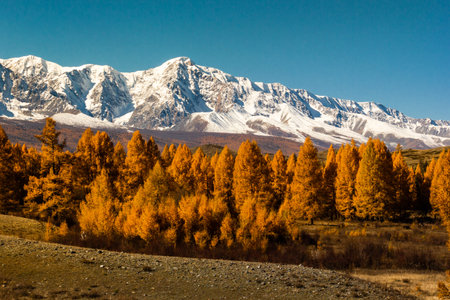 Golden autumn in mountains. Panoramic view of mountain snow ridge and yellow larches. Travel Altai.