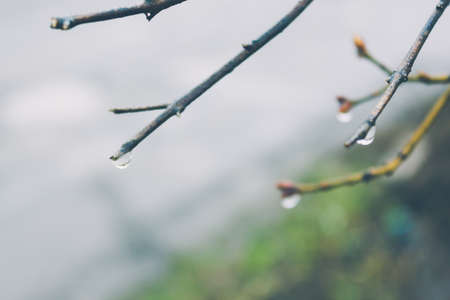Branch of tree with bud and drop of rain. Spring weather, awakening of natureの写真素材