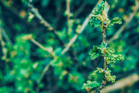 Green leaves of young currants in spring garden. Gardening, growing berries.の写真素材