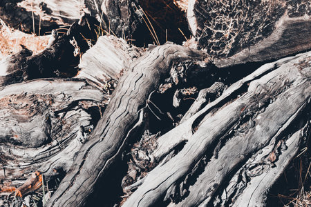 Old tree roots as background