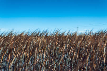 Field with ears of wheat. Growing cereals by farmers.の写真素材