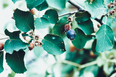 Fresh raspberries grow on green tree in gardenの写真素材