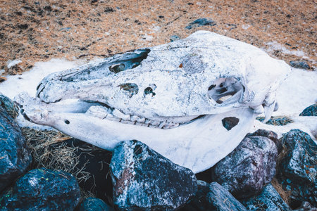 Skull of horse on stones warns of danger. Death from thirst, drought in desert
