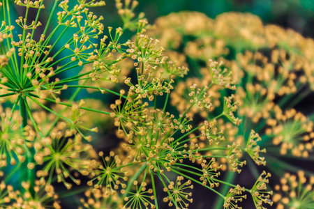 Umbrellas of green dill grow in summer garden