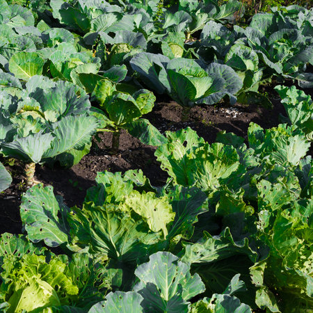 Seedlings of young cabbage planted in ground. Gardening, spring work in garden.