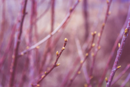 Young leaves on tree. Spring buds on branches. Spring in garden