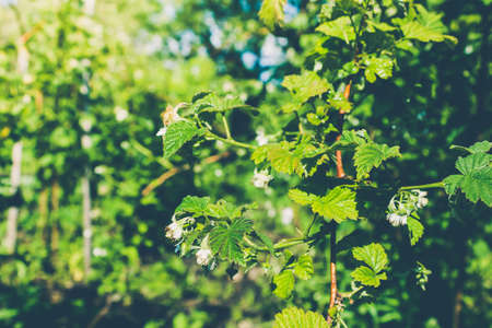 Green berry on raspberry bush in gardenの写真素材