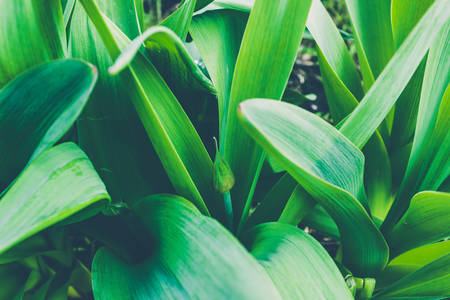 Unblown bud of tulip in green leaves in spring gardenの写真素材