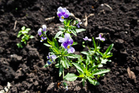 Flowers pansies with spring garden, purple flower sunny dayの写真素材
