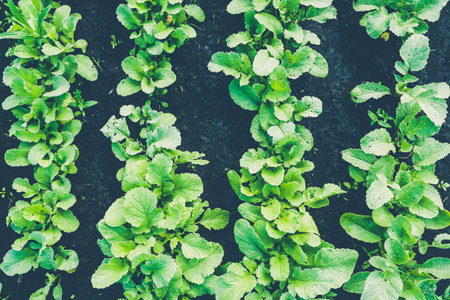 Radish leaves grow from ground. Gardening for vegetarian food
