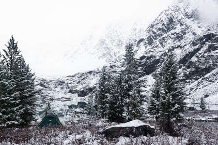 Winter in coniferous forest. Snow on pines, cold weather and frostの写真素材