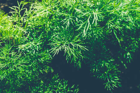 Green leaves of dill grow from ground in gardenの写真素材