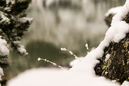 Dry grass under snow on bank of winter riverの写真素材