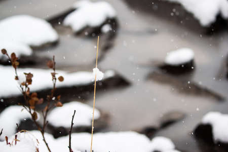 Dry grass under snow on bank of winter riverの写真素材