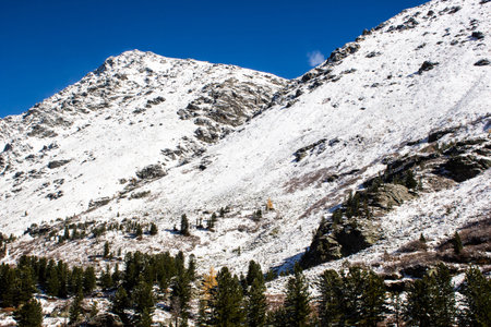 Snowy hills and coniferous forest in mountain valley