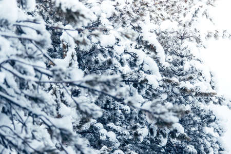 Pines under snow in winter forestの写真素材
