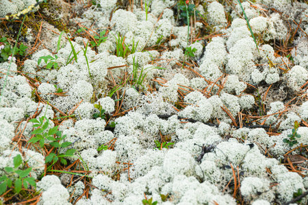 White moss in summer coniferous forest