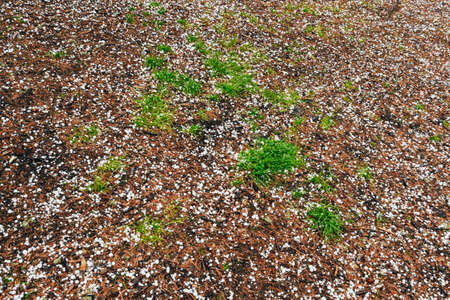 Hail has passed in forest. White hailstones fall on needlesの写真素材