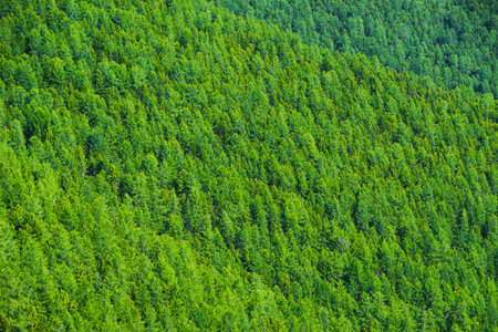Green trees on the hill. The slope is covered with coniferous forest