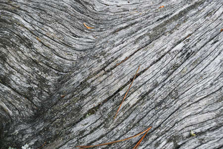 Grey tree trunk without barkの写真素材