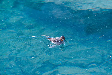 Bird on blue lake. Duck swims in turquoise waterの写真素材